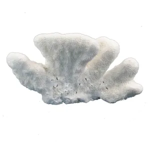 Cats Paw Coral