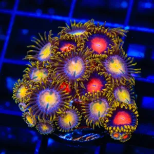 Hydra Lady Dragon Combo Zoanthids Coral