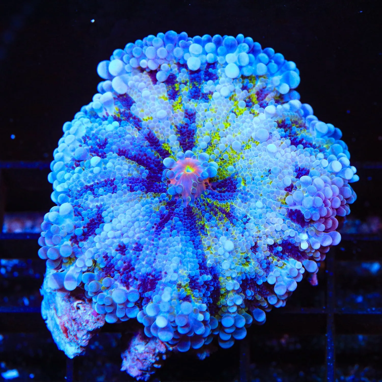 Jester Yuma Coral