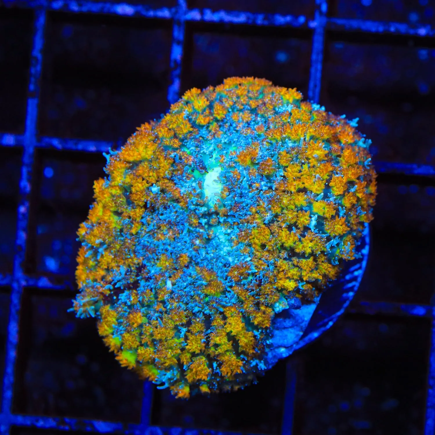 Toasted Mushroom Coral