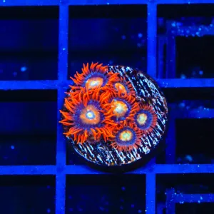 TSA Shatterfield Zoanthids Coral